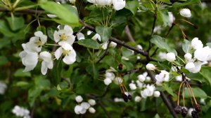 ВИШНЯ ЦВЕТЁТ Футаж