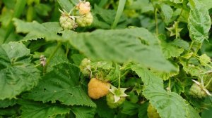 Малина пожелтела