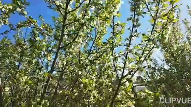 ЕСТЬ У КАЖДОГО РОДИНА МАЛАЯ...МОЙ САД..РАСЦВЕТАЮТ ЯБЛОНИ И СЛИВЫ...
