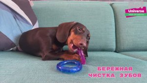 PU9022 Игрушка для собак Pet Universe набор из 2-х мячиков с пищалкой диаметр 6,5 см