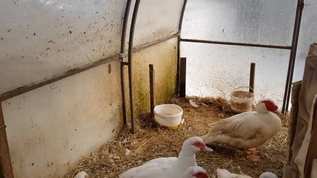 Мускусные утки тяжёлой французской линии,готовятся занестись.