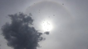 Голуби Шупикова Н.И. Г Маркс Саратовская обл. 6 05 2016