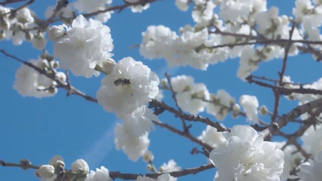 Most Amazing Recently Discovered Animal Species смотреть онлайн