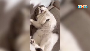 Подборка видео с кошечками!