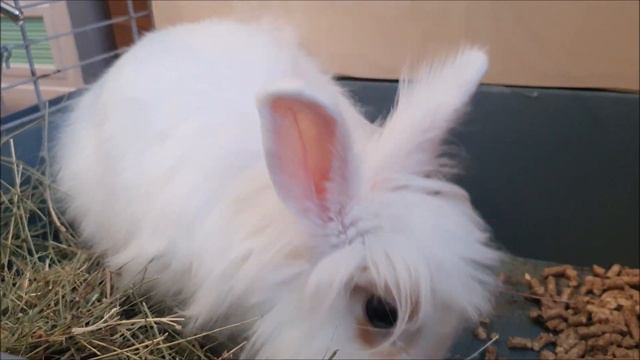 Зефирка ест сено смотреть онлайн