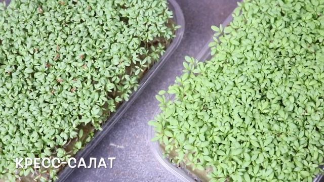 СРАВНИВАЕМ ПОДКОРМКУ: растения ГОРЧИЦА и КРЕСС-САЛАТ