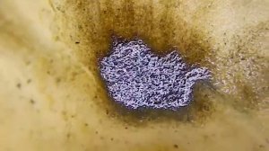 Дафния ловля и кормёжка.