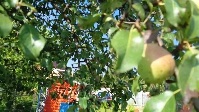 Как избавиться от плодовой гнили? Не читайте инструкцию на упаковке.
