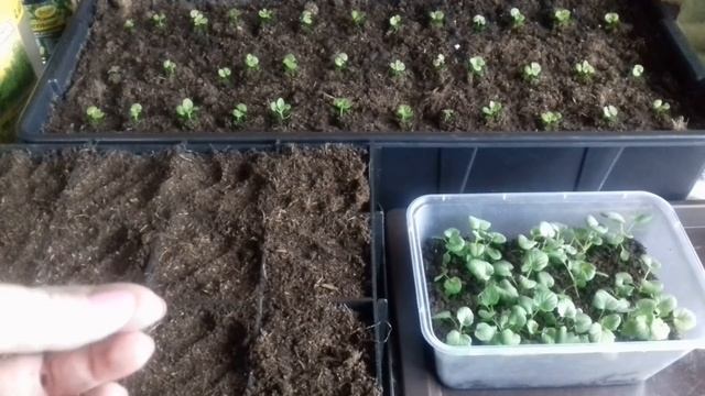 Виола. Пикировка виолы. Уход за рассадой виолы смотреть онлайн