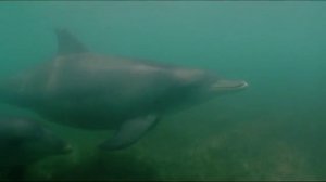 Дельфины Залива акул (The Dolphins of Shark)