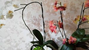 Как добиться пышного цветения орхидей? Что нужно сделать? После этого #орхидеи цветут круглый год!