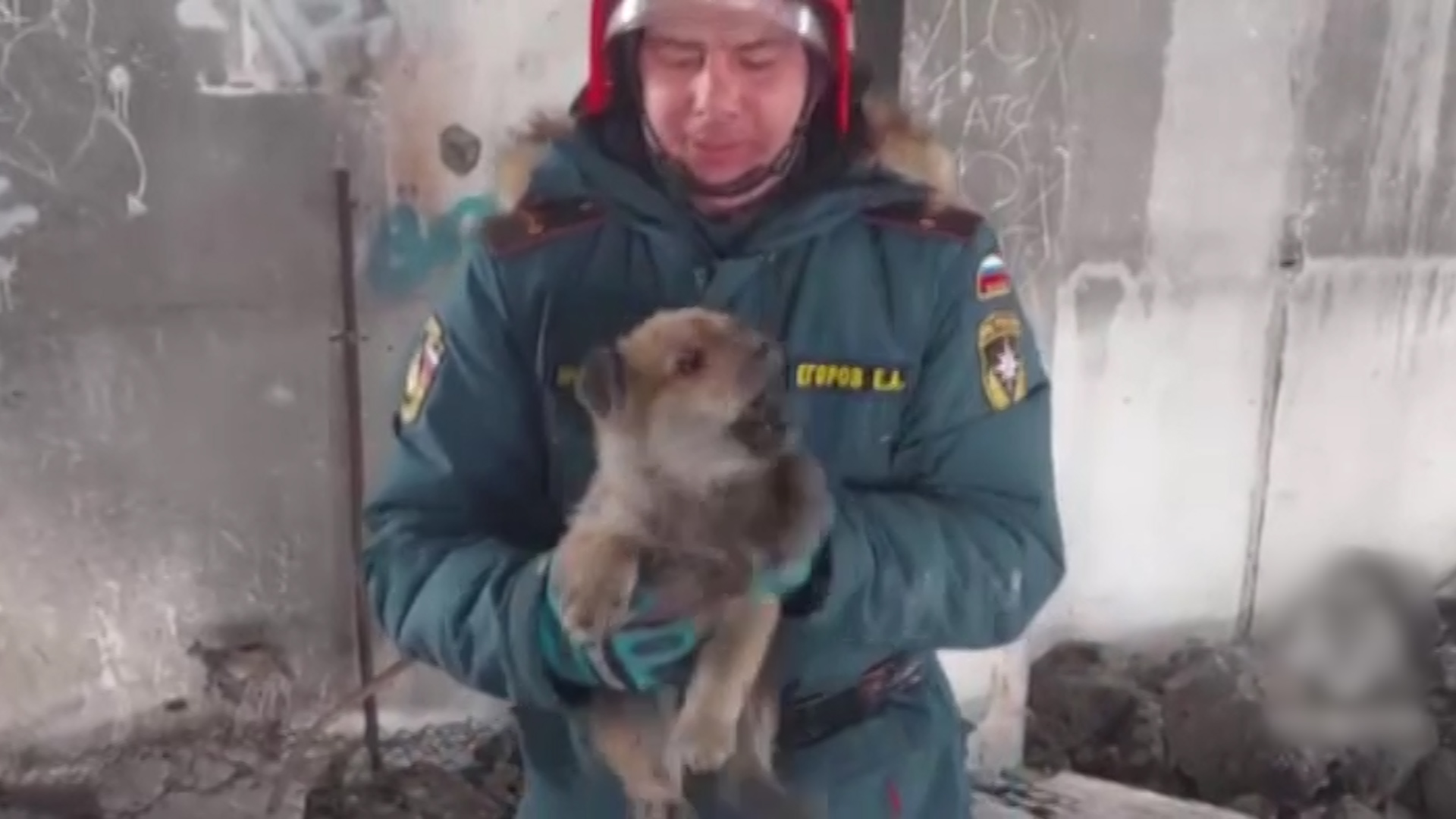 Порода лабрадор-ретривер