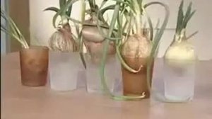 как сохранить зеленый лук свежим