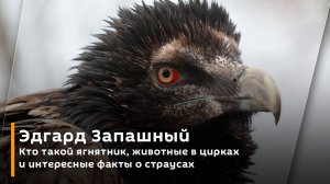 Эдгард Запашный. Кто такой ягнятник, животные в цирках и интересные факты о страусах