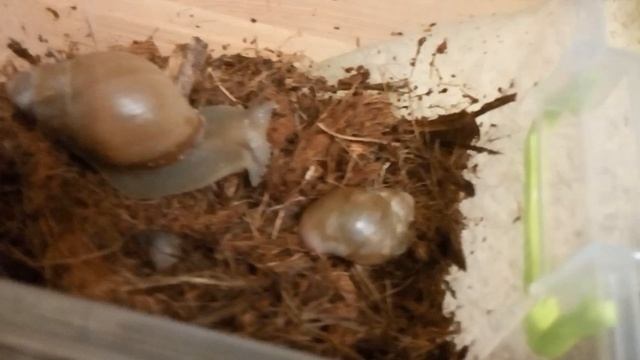 Новые улитки Мегасы смотреть онлайн