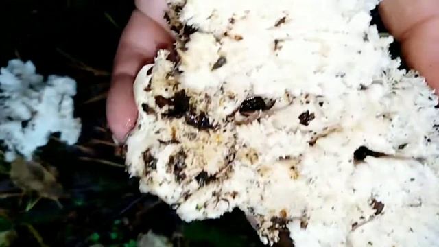 ЕЖОВИК КОРАЛЛОВИДНЫЙ. Hericium coralloides.Описание, лечебные свойства.