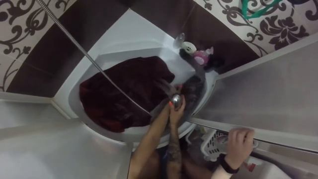 Моем кошку под душем. Шотландская вислоухая. смотреть онлайн