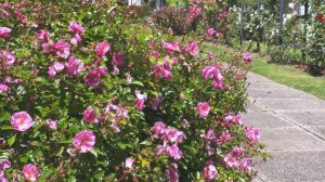 Lavender Meidiland / Louis Blériot - Meilland Rose