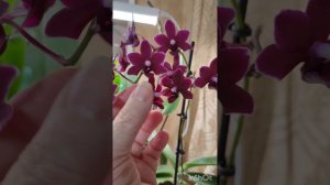 Орхидеи фаленопсис Scorpio, OX Firebirds, Black Pearl и дендрофаленопсис Arcadia Melody.