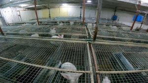 Помещение Для Кроликов ПЛЮСЫ и МИНУСЫ.