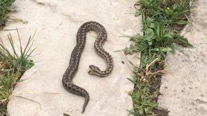 Это гюрза? Кто знает, что за змея? Видео снято в селе Харкарой Веденского района 23 июля 2018г.