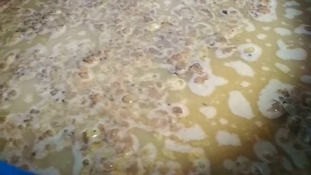 Нормальное дрожжевое брожение смотреть онлайн