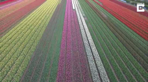 Поля тюльпанов