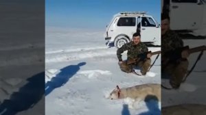 Волк укусил человека