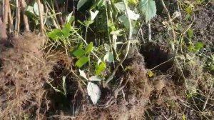 Обрезка и посадка ремонтантной малины осенью.