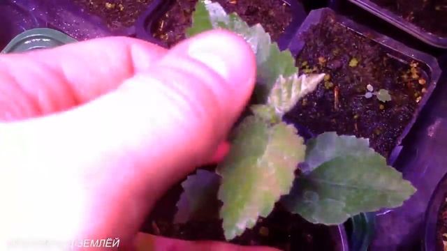 ФИТИЛЬНЫЙ ПОЛИВ ДЛЯ КЛУБНИКИ ИЗ СЕМЯН/КЛУБНИКА ЦВЕТЁТ В ПОДВЕСНЫХ ГРЯДКАХ.