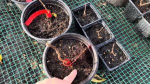 Зимовка метельчатой гортензии