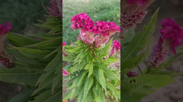 Celosia cristata l cocks comb plant