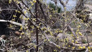 КОГДА ОПРЫСКИВАТЬ САД ВЕСНОЙ / ЧЕМ ОПРЫСКИВАТЬ САД ВЕСНОЙ / МОЙ ОПЫТ САДОВОДСТВА /САДОВОДСТВО НА ЮГ