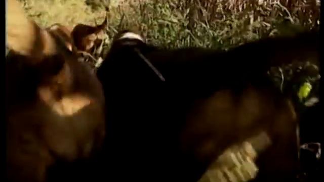 Бассет хаунд (Бассет-хаунд) смотреть онлайн