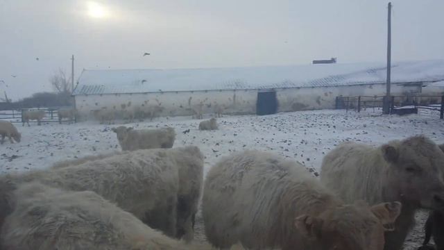 9-10 месячные Бычки Аулиеколской породы смотреть онлайн