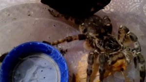 саратовский тарантул