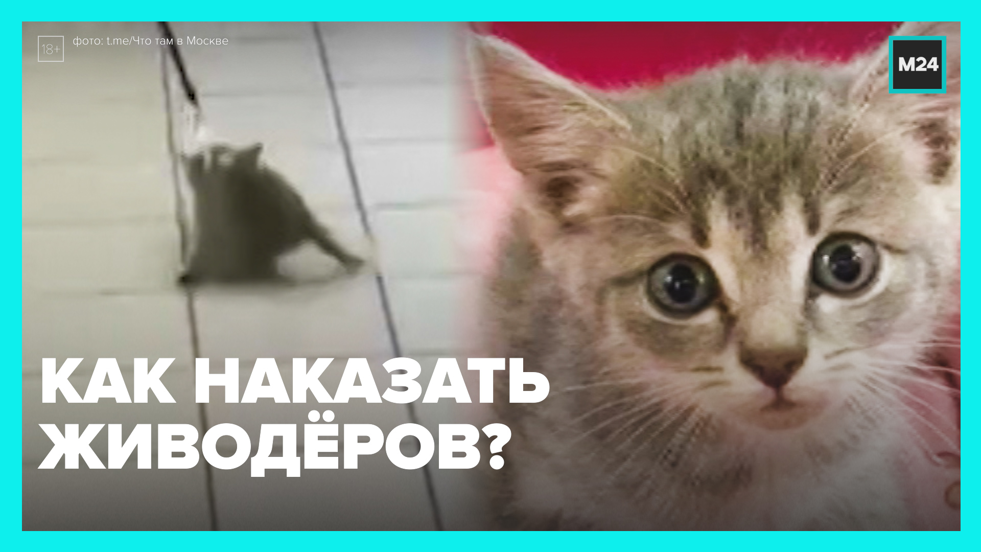 Зоозащитники ищут управу на нерадивых хозяев – Москва 24