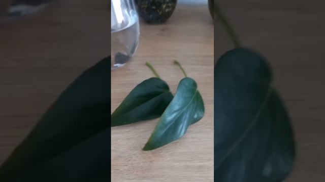 РАЗМНОЖЕНИЕ Антуриума ЛИСТОМ Внимание ЭКСПЕРИМЕНТ anthurium антуриум закрытаясистема