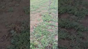 Выращивание ежевики садовой (промышленное выращивание в средней полосе России)