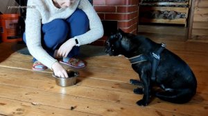 Французкий бульдог: команды МОЖНО и НЕЛЬЗЯ. Закрепление