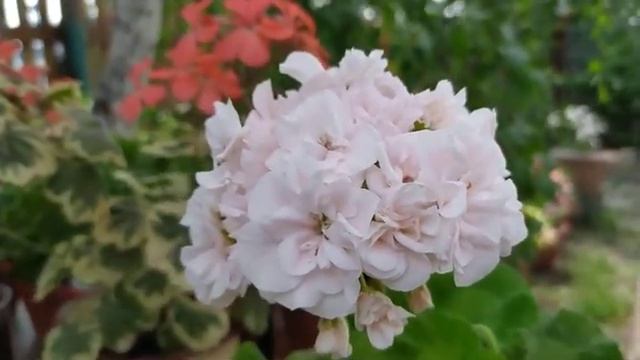 Пелоргония Iris Mepham ? очень красивые нежные цветы!!! смотреть онлайн