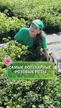 Розовые розы🌹 ТОП 3 #питомникрастений #саженцы #розы