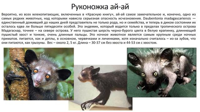 Необычные обитатели лесов презентация Сказка смотреть онлайн