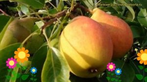 Груша обыкновенная Сказочная. Краткий обзор, описание характеристик pyrus communis Skazochnaia