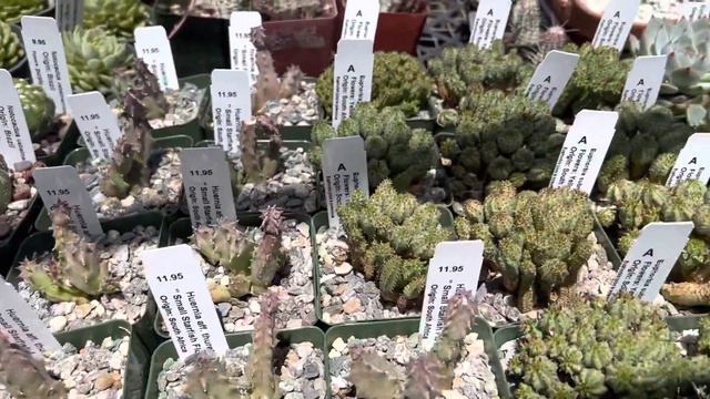 😍👍🙏 Spectacular collection of succulents and cacti collection: rare and common varieties 🌵💐❤️🏜️ смотреть онлайн