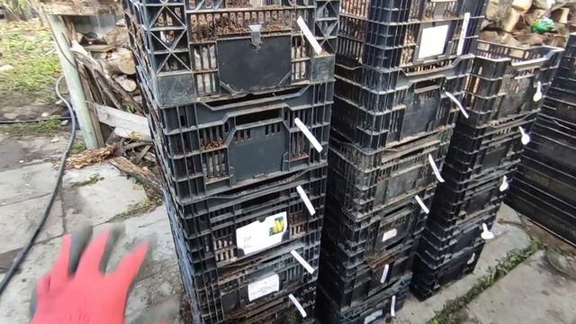 Посадка тюльпанов в ящики с опилками. Выгонка тюльпанов на 8 марта. Сезон 2021.