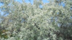 лох узколистный