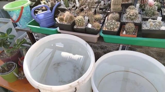 Кактусы и литопсы.Коллекция,уход,полив.Cacteen.Lithops.