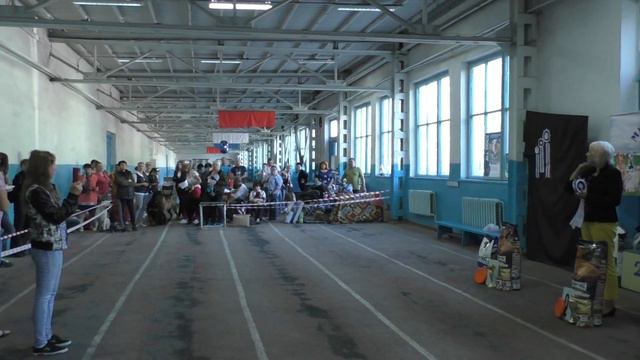 Региональная выставкаг. Ставрополь клуб "Мир Животных" 2 июня 2018г. смотреть онлайн