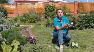 Когда соседские кошки подкапывают грядки. Спасаем урожай от незваных гостей-животных.